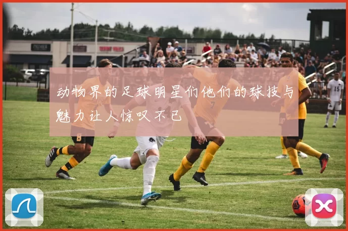 动物界的足球明星们他们的球技与魅力让人惊叹不已